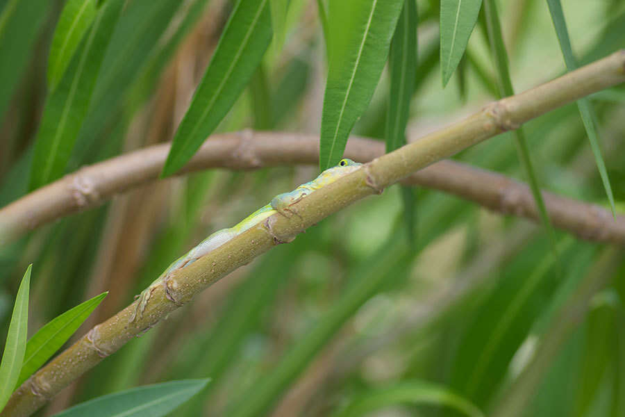 Image of Panther Anole