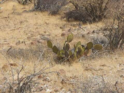 Opuntia comonduensis resmi