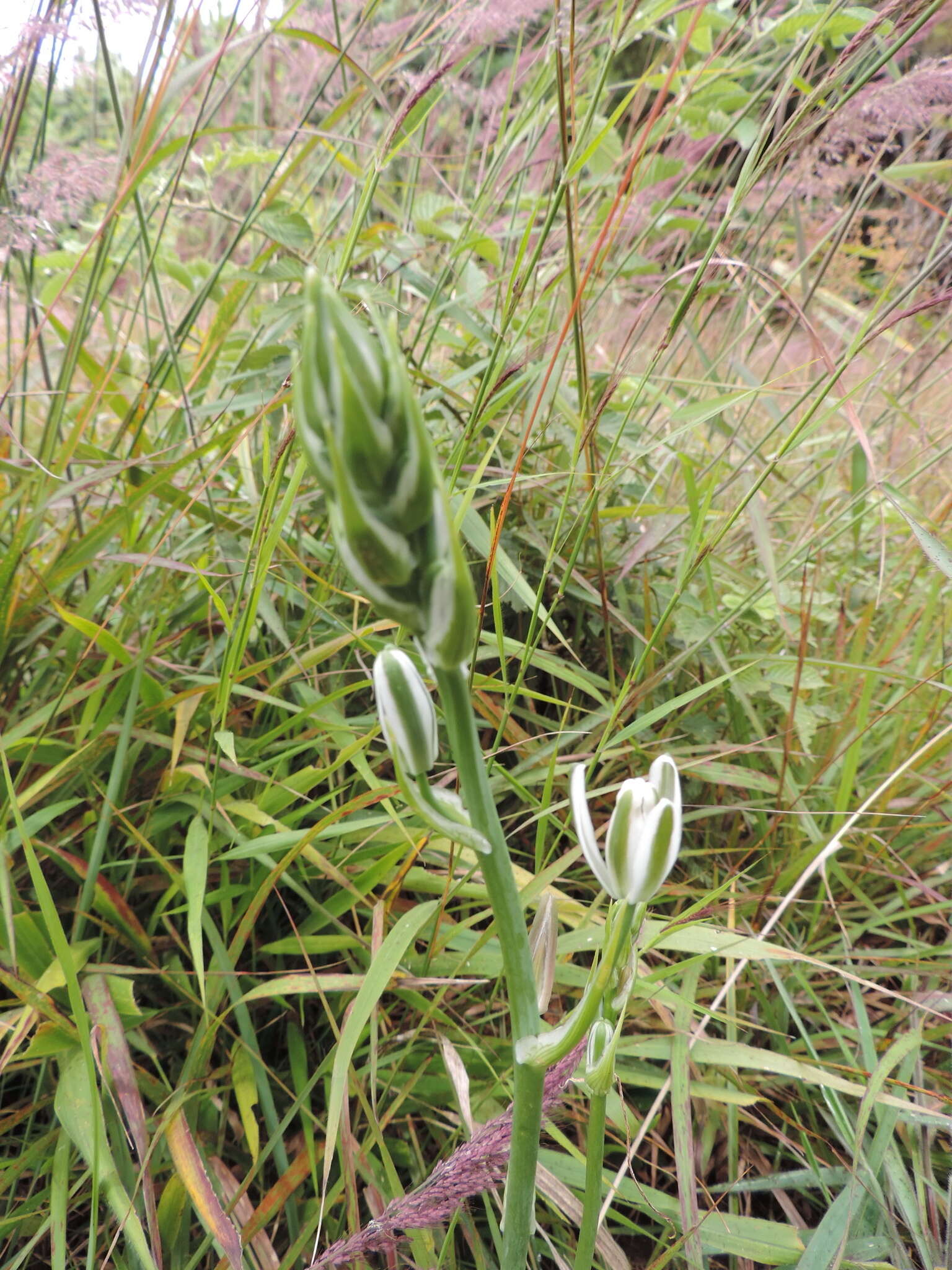 Imagem de Albuca kirkii (Baker) Brenan