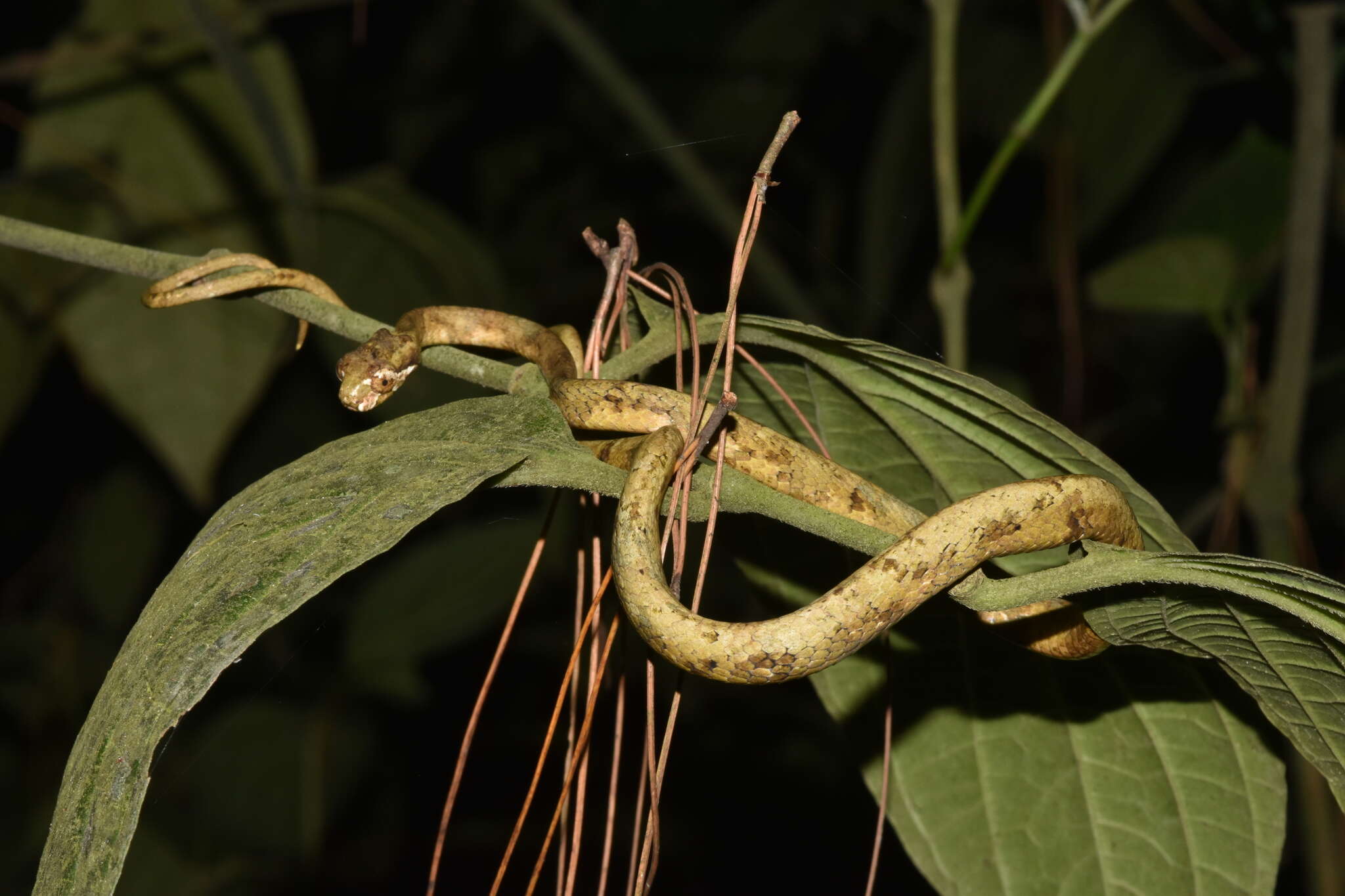 Image of Blunt-head Slug Snake