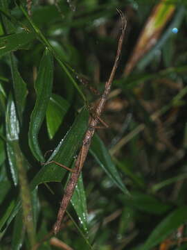 Image of Lopaphus longicollis (Redtenbacher 1908)