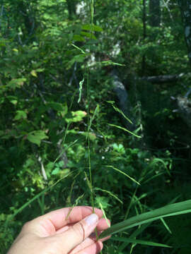 Image of Cut-grass