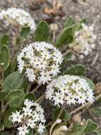 Image of Wyoming Sand Verbena