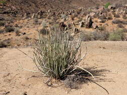 Image of Euphorbia dregeana E. Mey. ex Boiss.