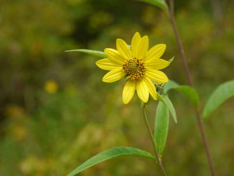 Image of giant sunflower