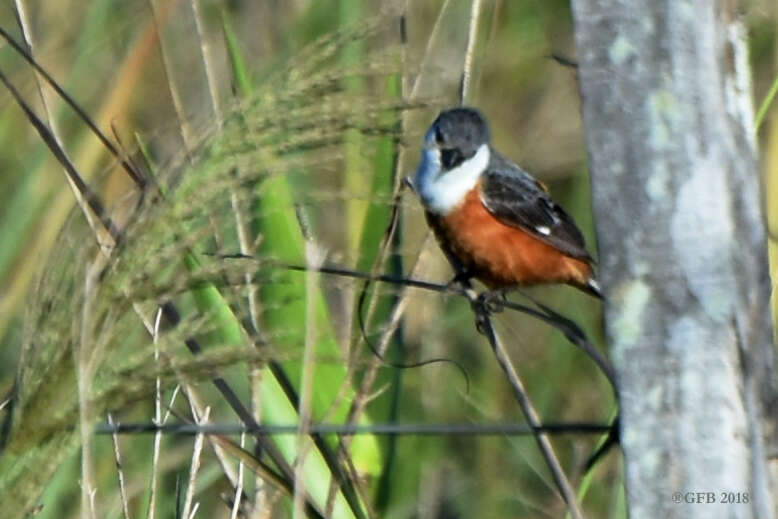 Image of Marsh Seedeater