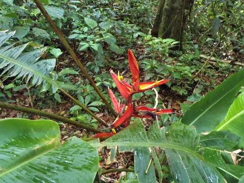 Image of Heliconia tortuosa Griggs