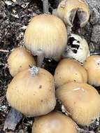 Image of Coprinellus truncorum (Scop.) Redhead, Vilgalys & Moncalvo 2001