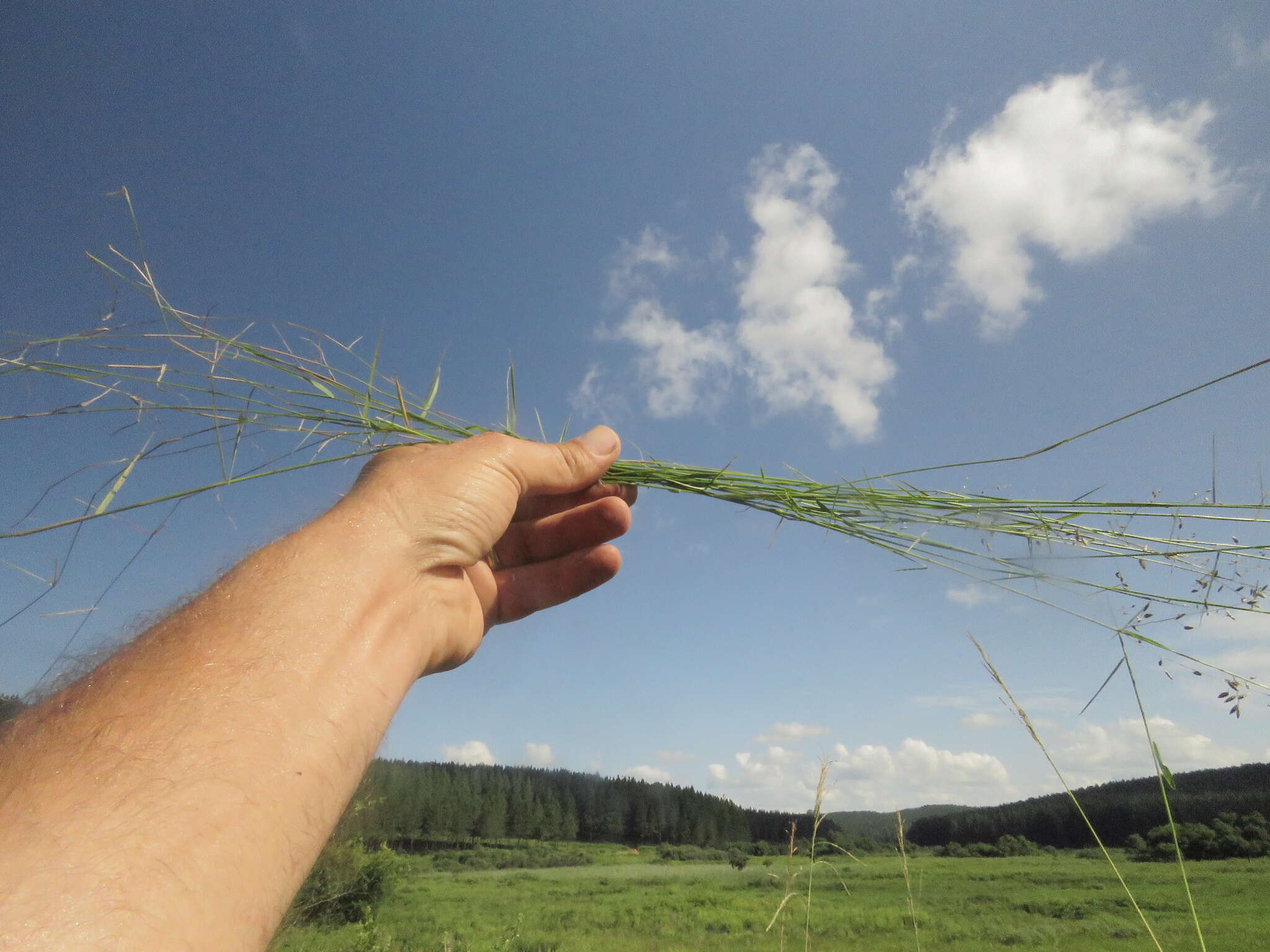 Image de Eragrostis volkensii Pilg.