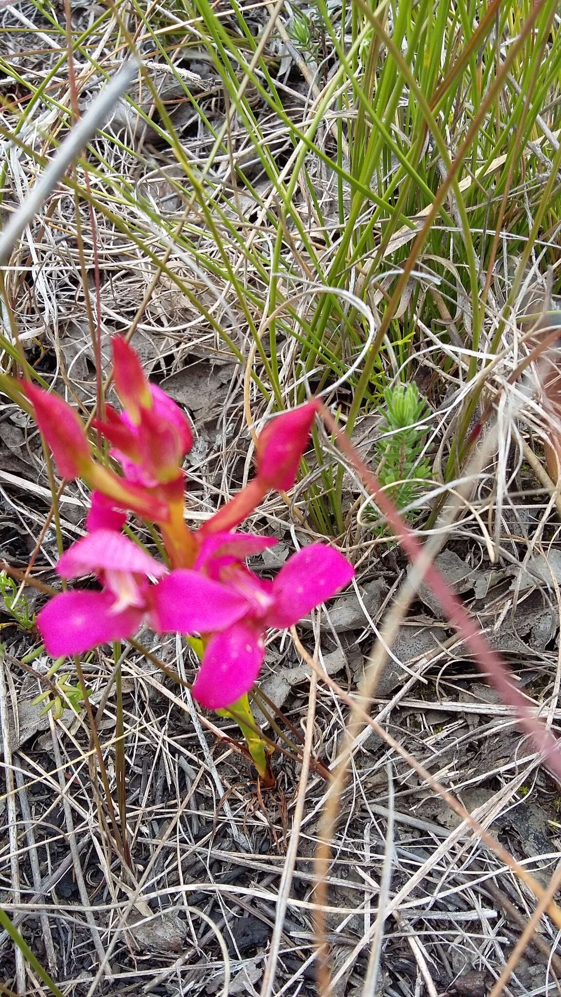 صورة Disa filicornis (L. fil.) Thunb.