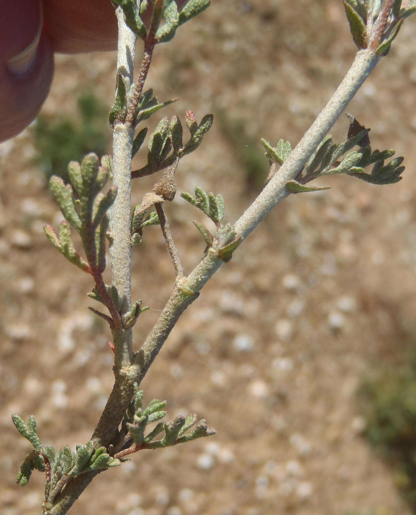 Image of Hermannia pulverata Andr.