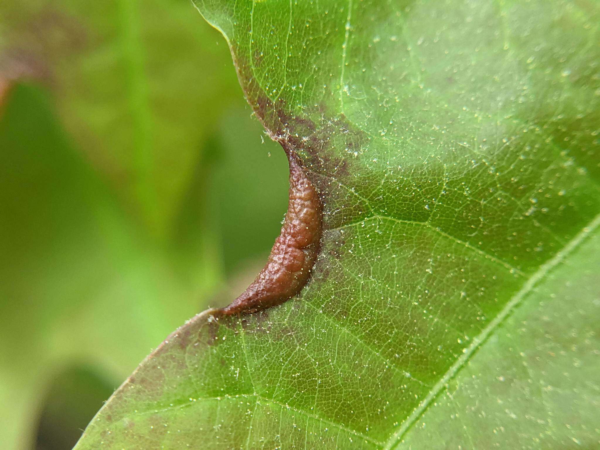 Macrodiplosis erubescens (Osten Sacken 1862)的圖片