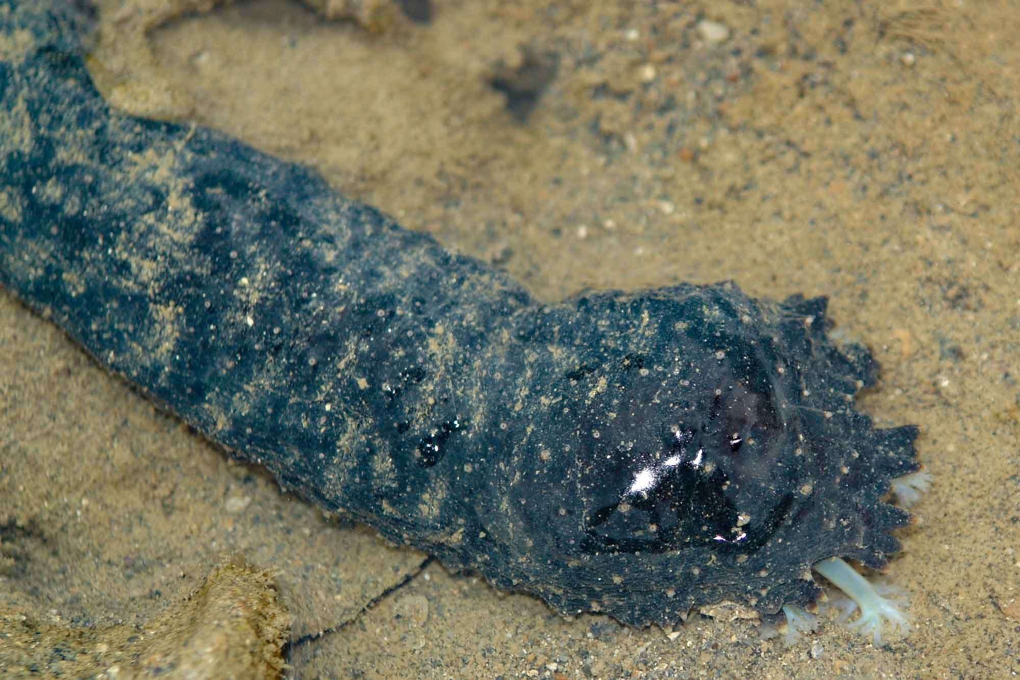 Image of Holothuria (Acanthotrapeza) coluber Semper 1868