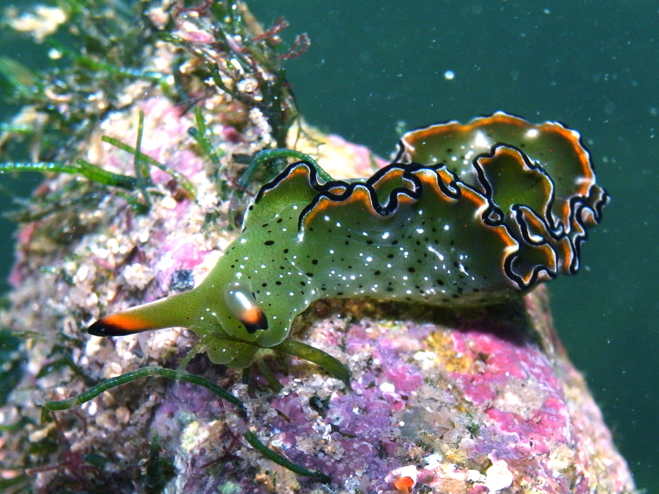 Image of lettuce slug