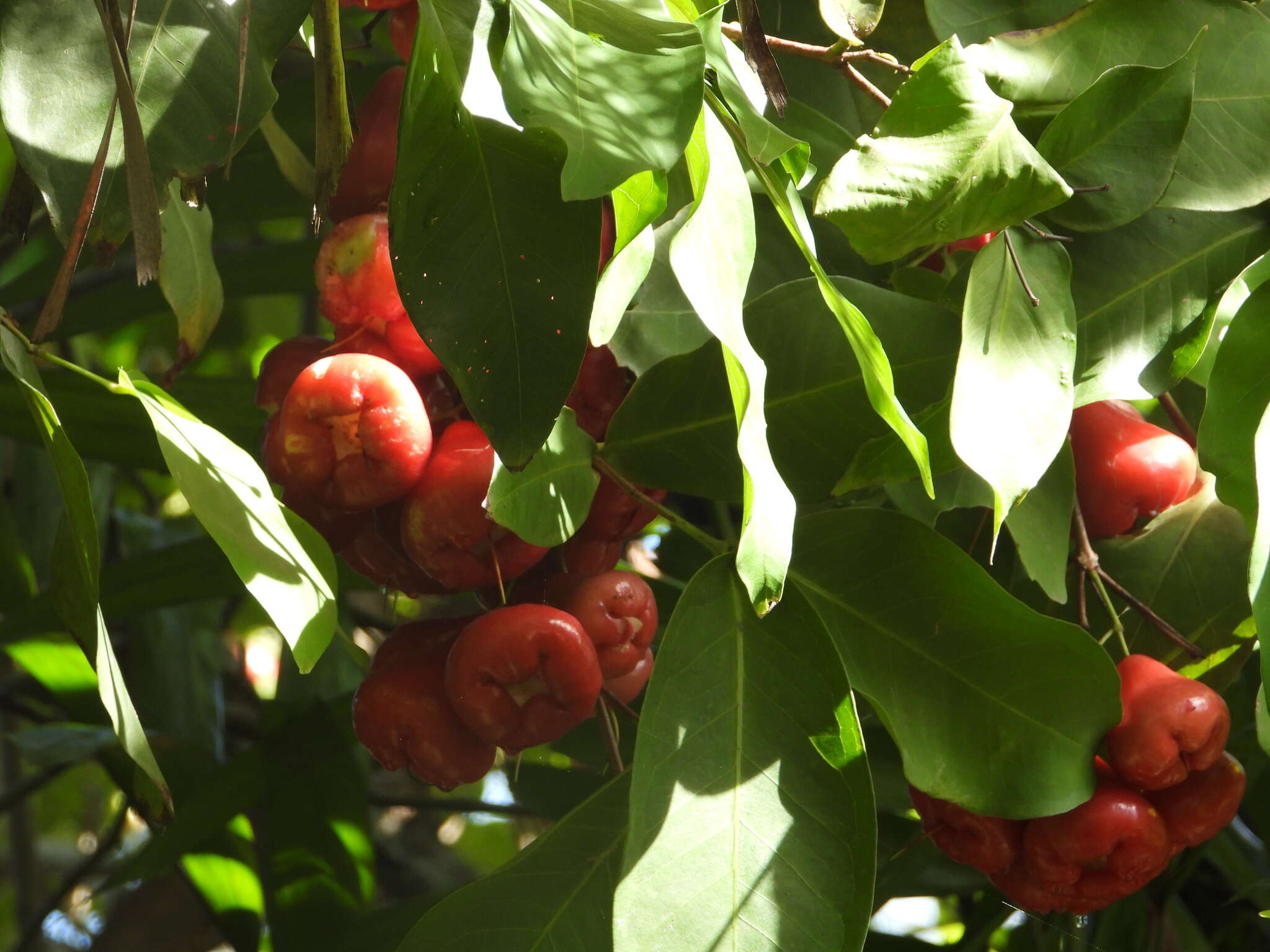 Image de Syzygium aqueum (Burm. fil.) Alst.