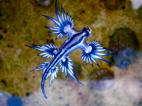 Image of Blue dragon