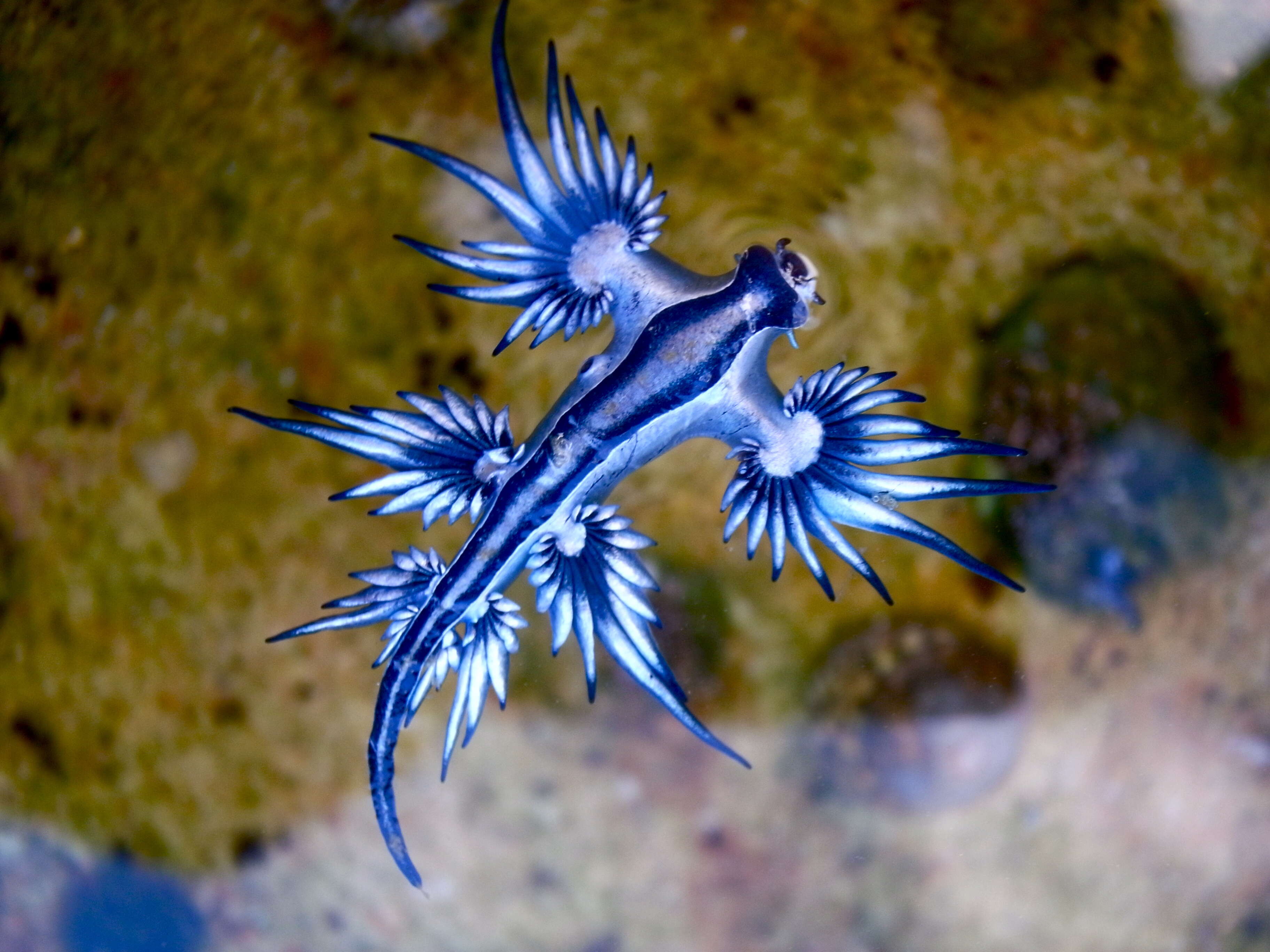 大西洋海神海蛞蝓的图像