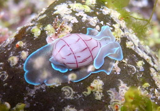 Image of lined bubble snail