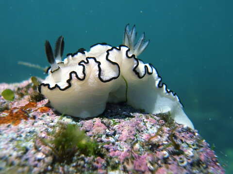 Image of Black margined slug