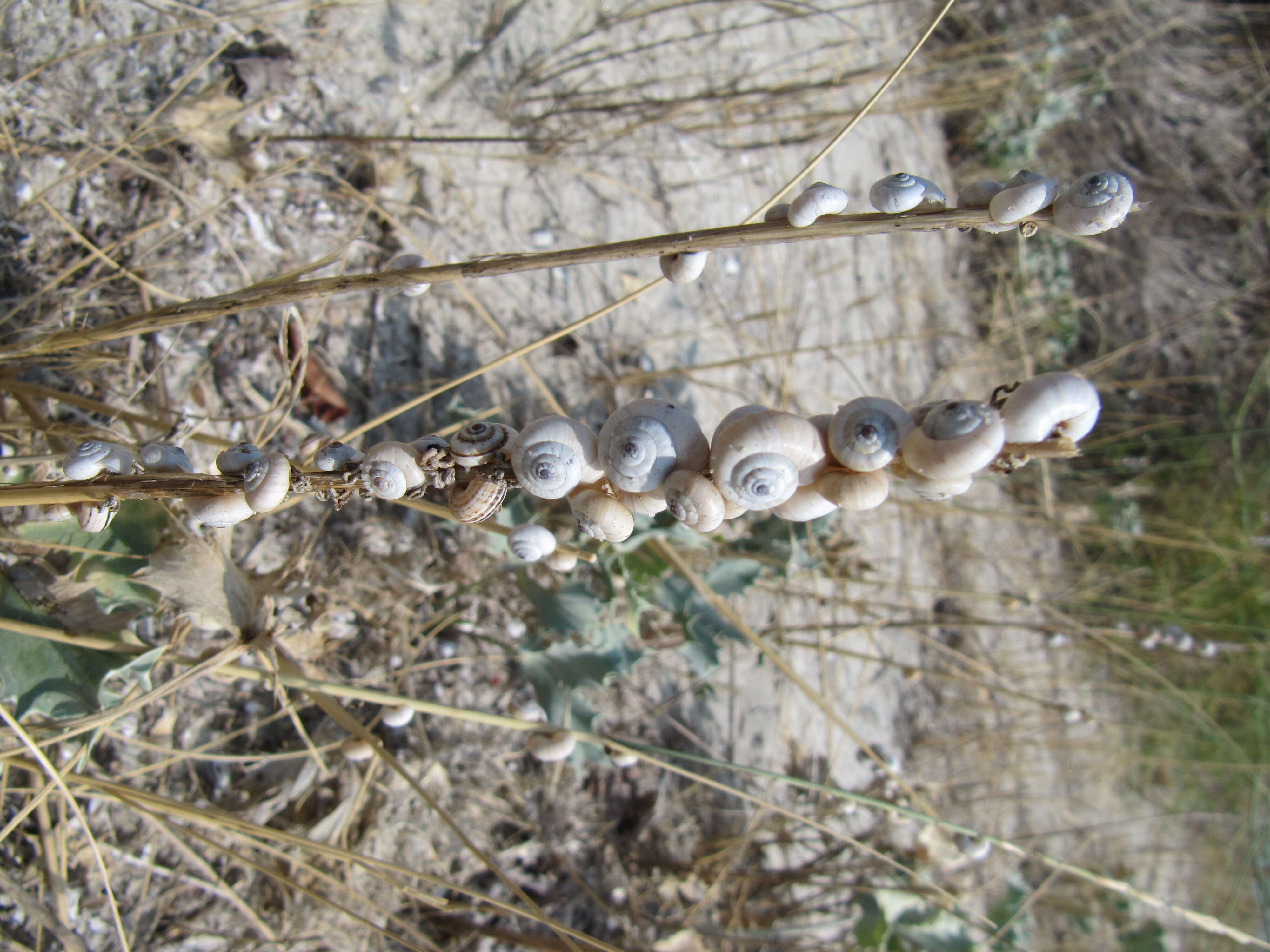 Image of Maritime gardensnail