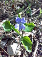 Image of common dog-violet