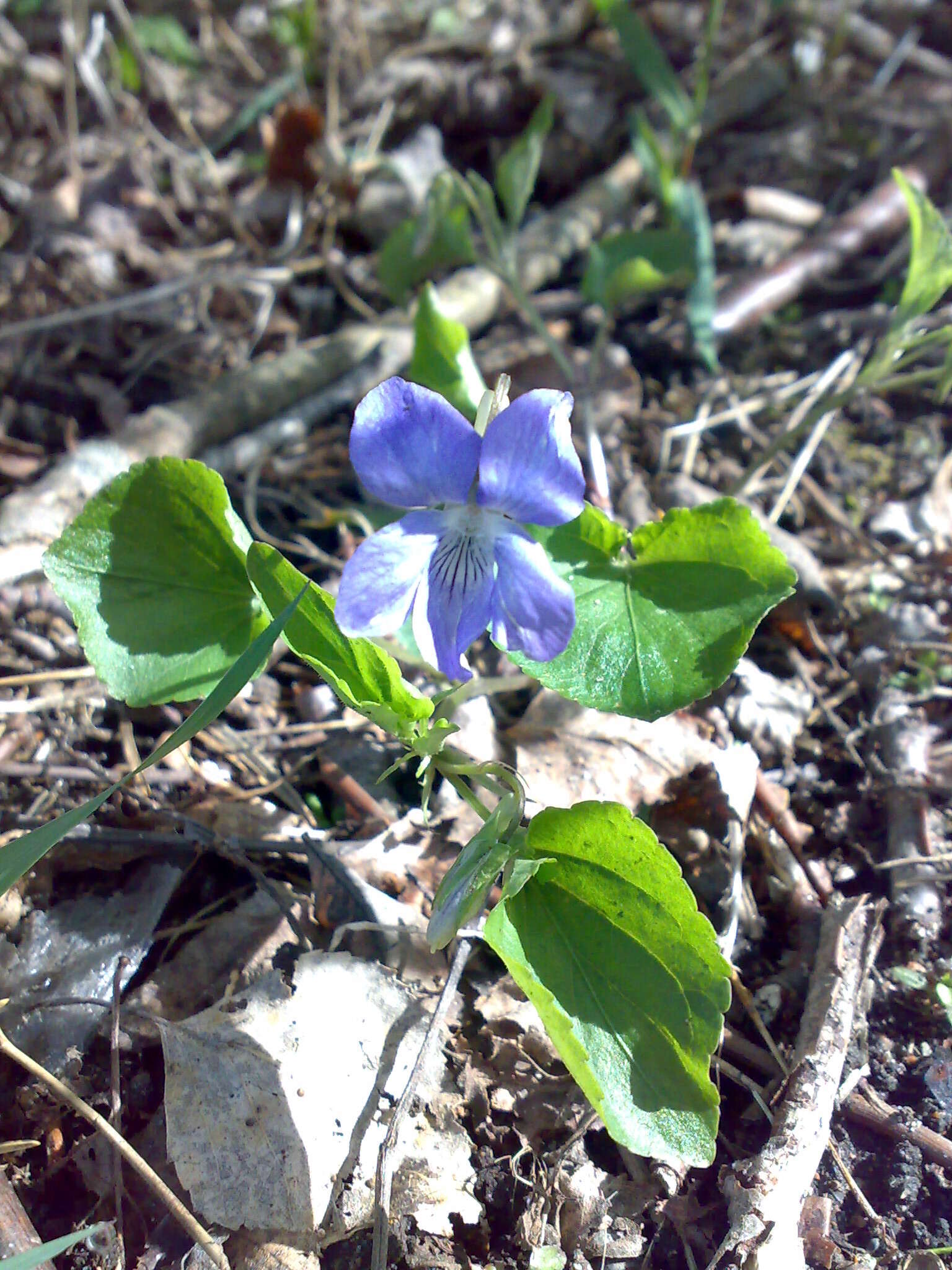 Image of common dog-violet