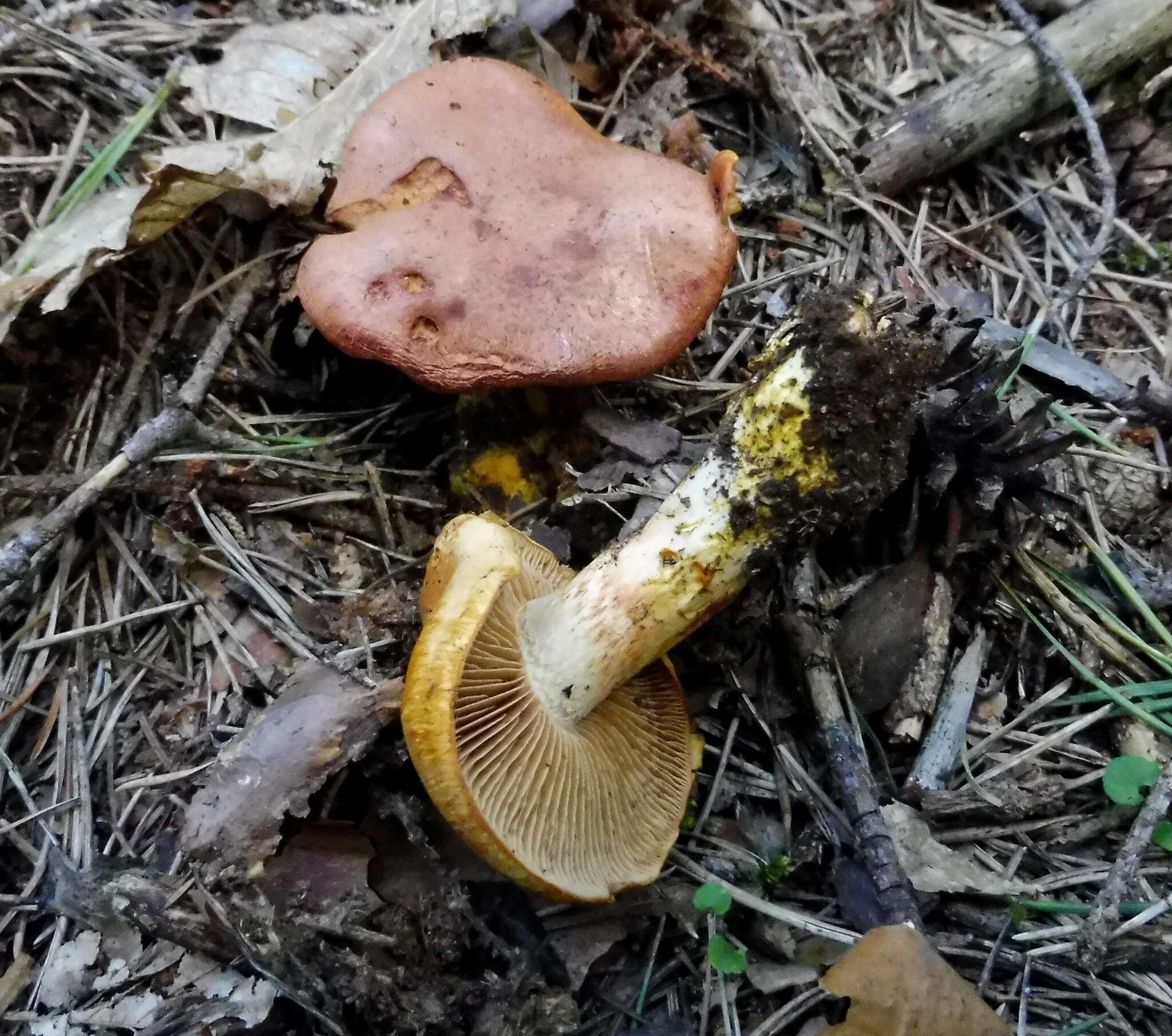 Imagem de Cortinarius rubicundulus (Rea) A. Pearson 1946