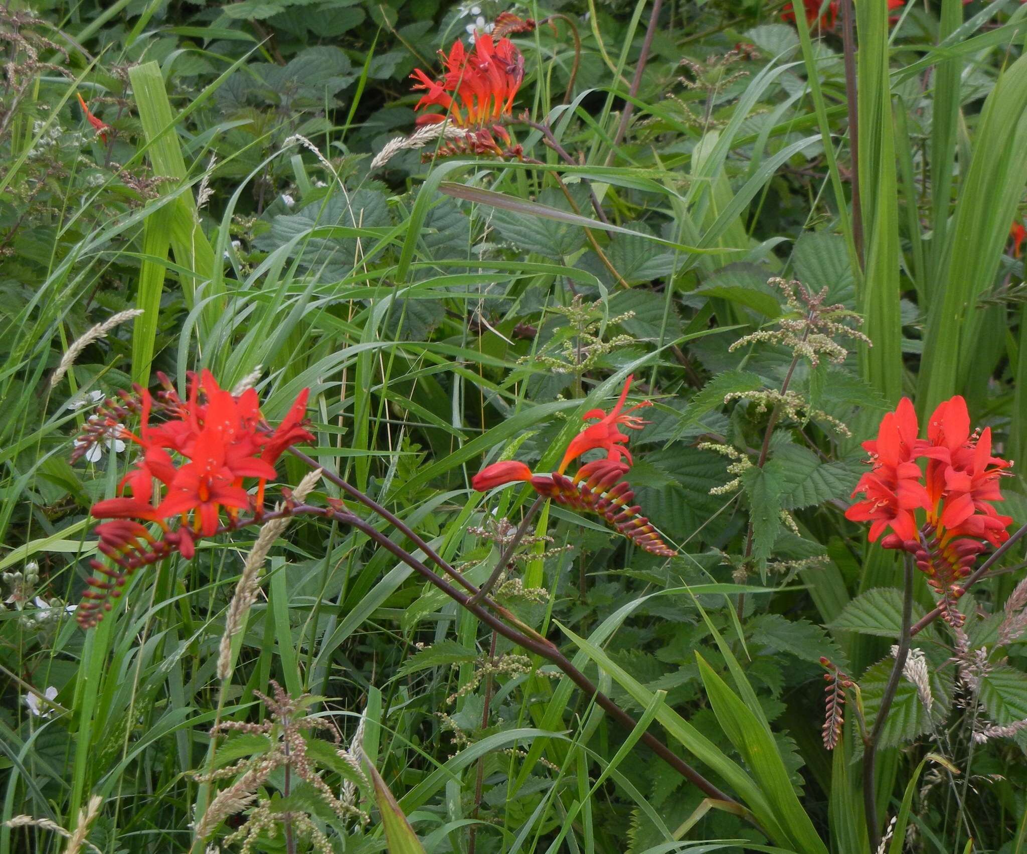 Image of Crocosmia Planch.