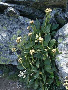 Primula latifolia Lapeyr. resmi