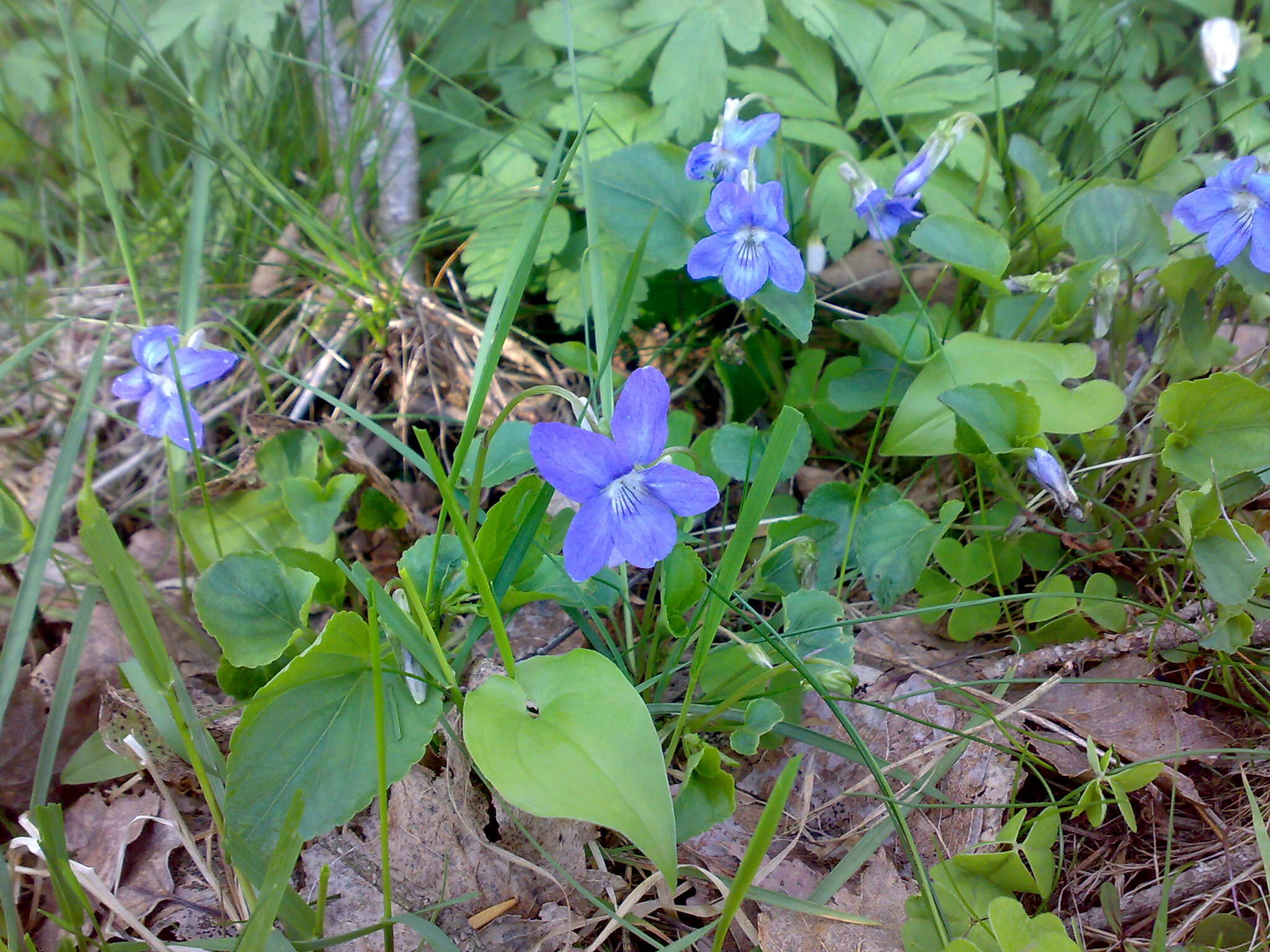 Image of common dog-violet