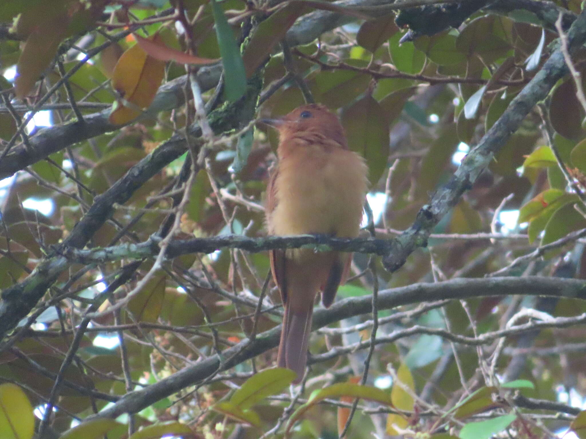 Plancia ëd Rhytipterna holerythra (Sclater, PL & Salvin 1860)