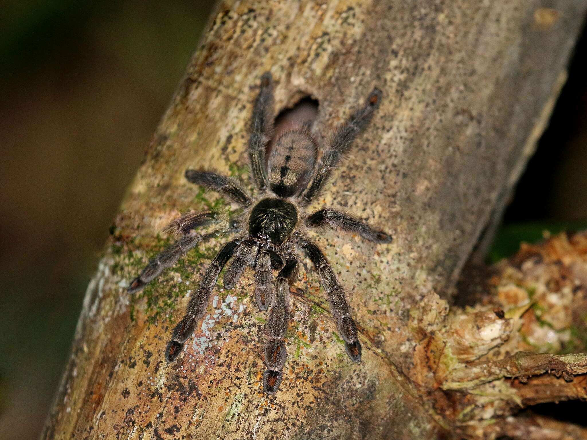 Image of Trinidad Chevron Tarantula