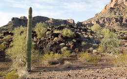 Image of saguaro