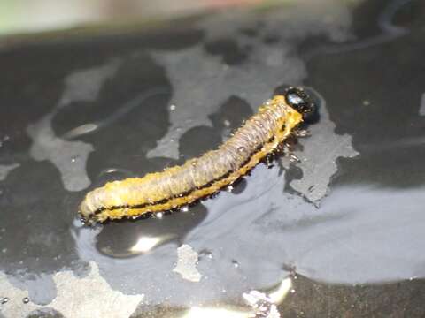 Image of Striped Alder Sawfly