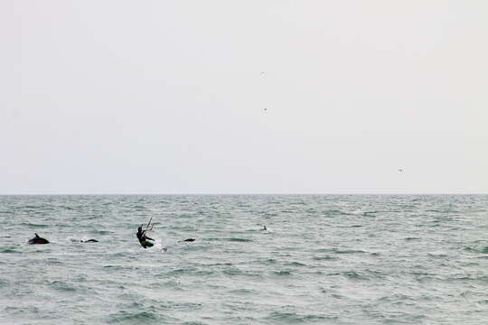 Image of Atlantic Dolphin