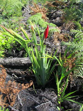 Image of Gladiolus sempervirens G. J. Lewis