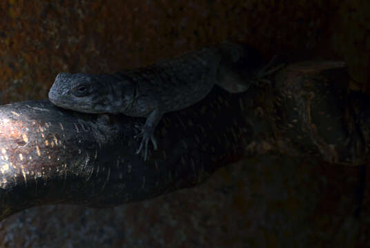 Image of Collared iguana