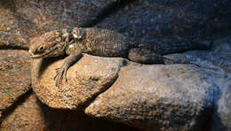 Image of Collared iguana