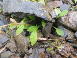 Claytonia sarmentosa C. A. Mey. resmi