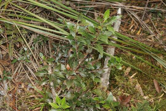 Image de Phyllocladus aspleniifolius (Labill.) Hook. fil.