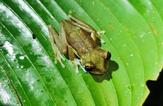 Image of Nymph Tree Frog