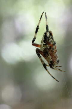 Image of Spotted Orbweaver