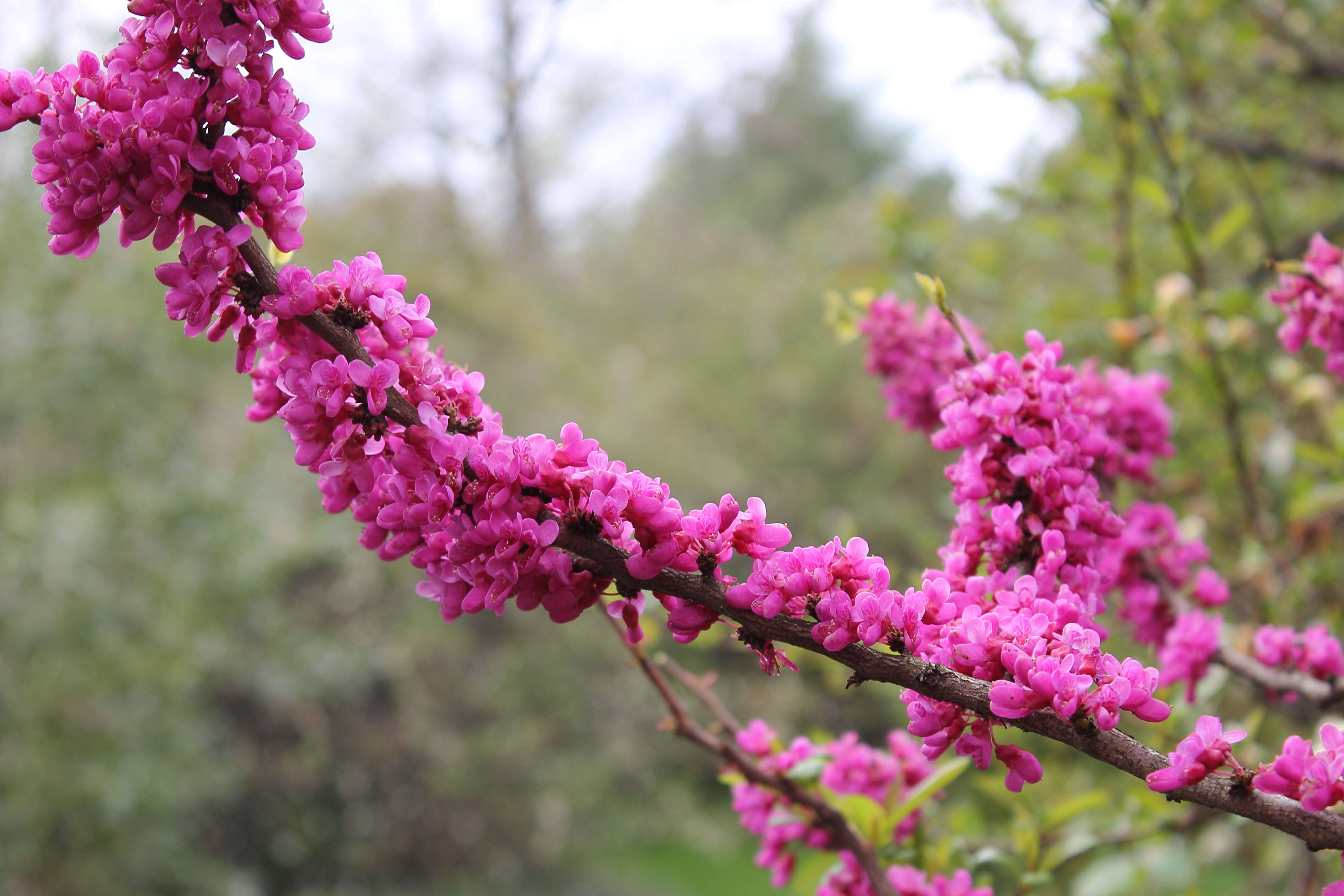 Слика од Cercis chinensis Bunge