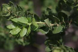 Morella cordifolia (L.) D. J. B. Killick resmi