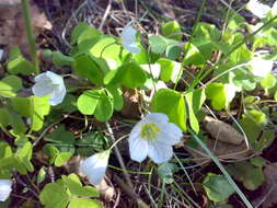 Imagem de Oxalis acetosella L.