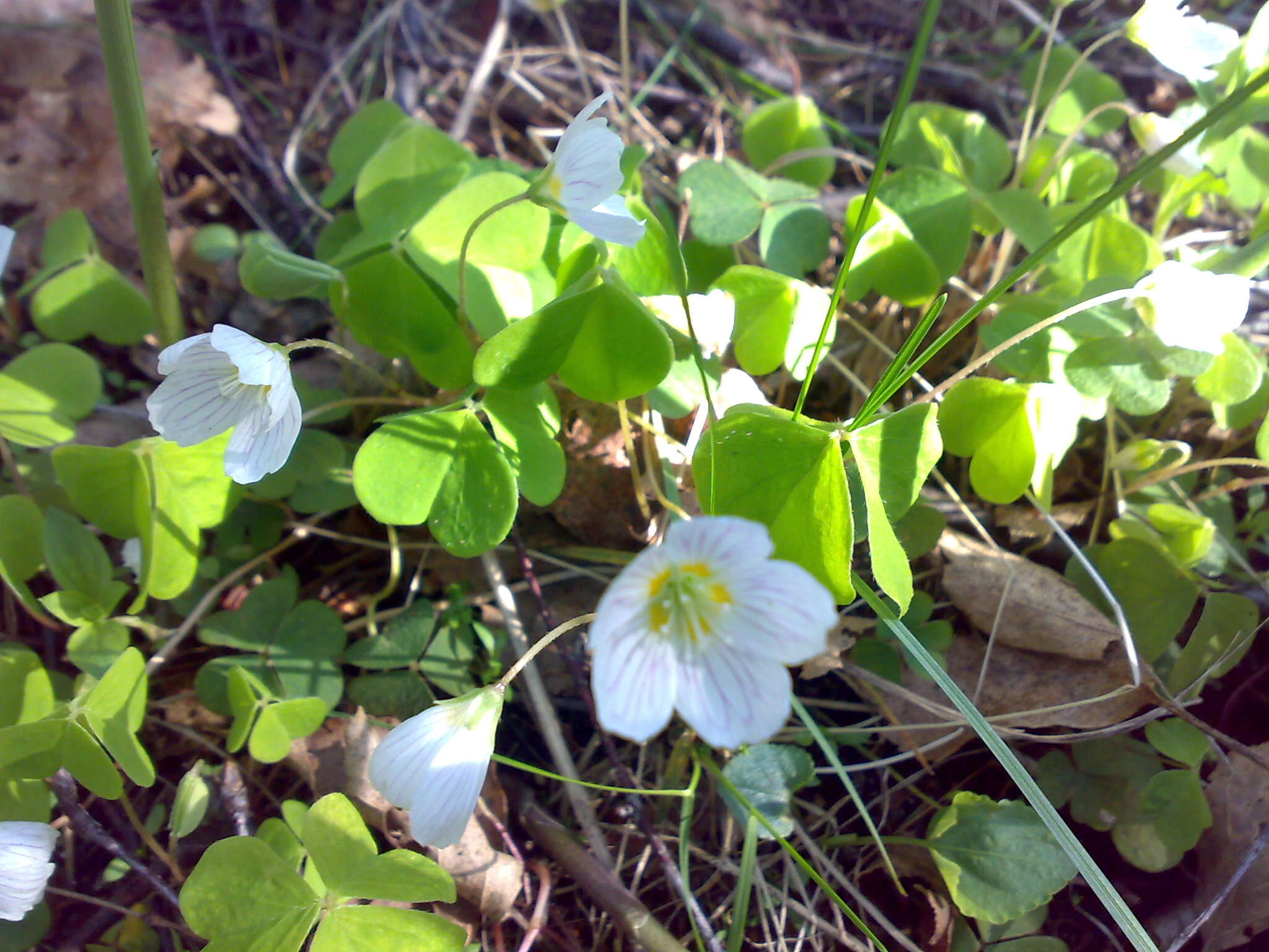 Imagem de Oxalis acetosella L.