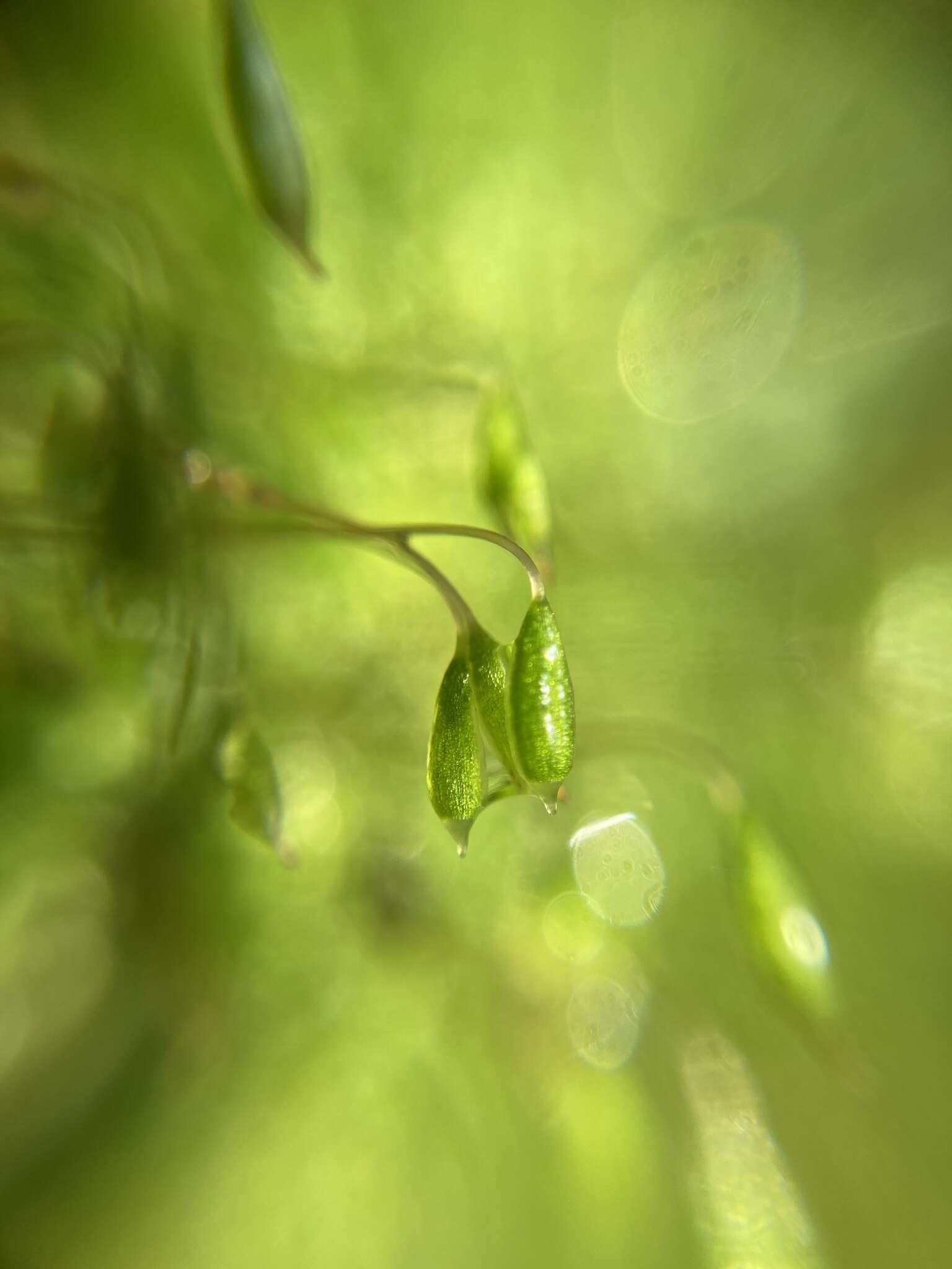 Image of orthodontium moss