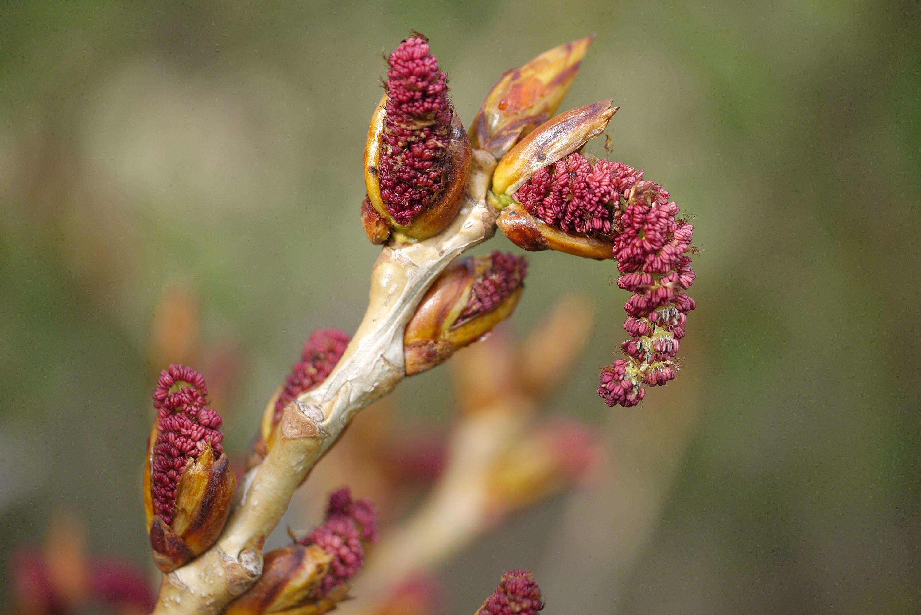 Image of Black Poplar