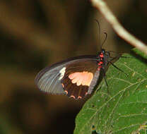 صورة Parides eurimedes (Stoll 1782)