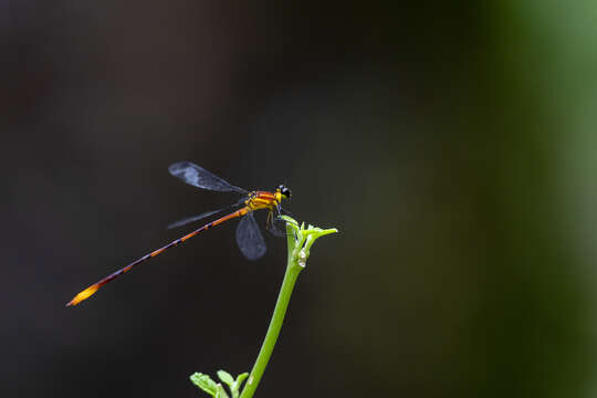 Imagem de Heteragrion alienum Williamson 1919